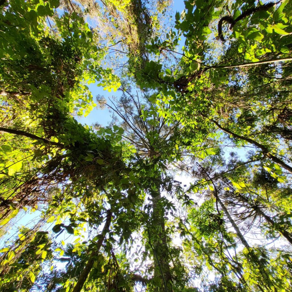 Trilhas na Pousada Dharma Luz e Paz - Retiro e Spa em Bragança Paulista - SP