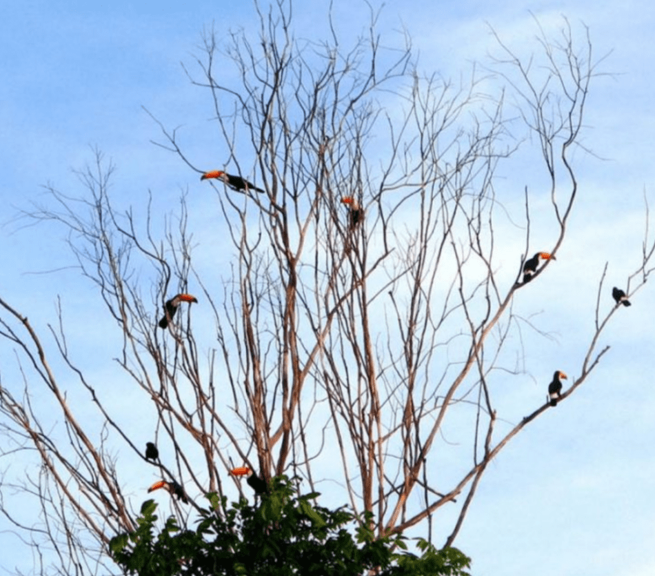 Tucanos nas Árvores